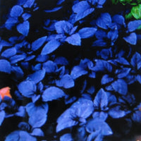 Dark Opal Basil – Garden Herb Seeds