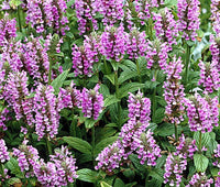 Catmint Pink Cat Nepeta Nervosa – Fragrant Garden Flower Seeds