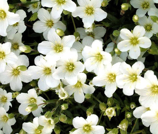 Arenaria Mountain Sandwort Arenaria Montana – Hardy Rockery Garden Flower Seeds