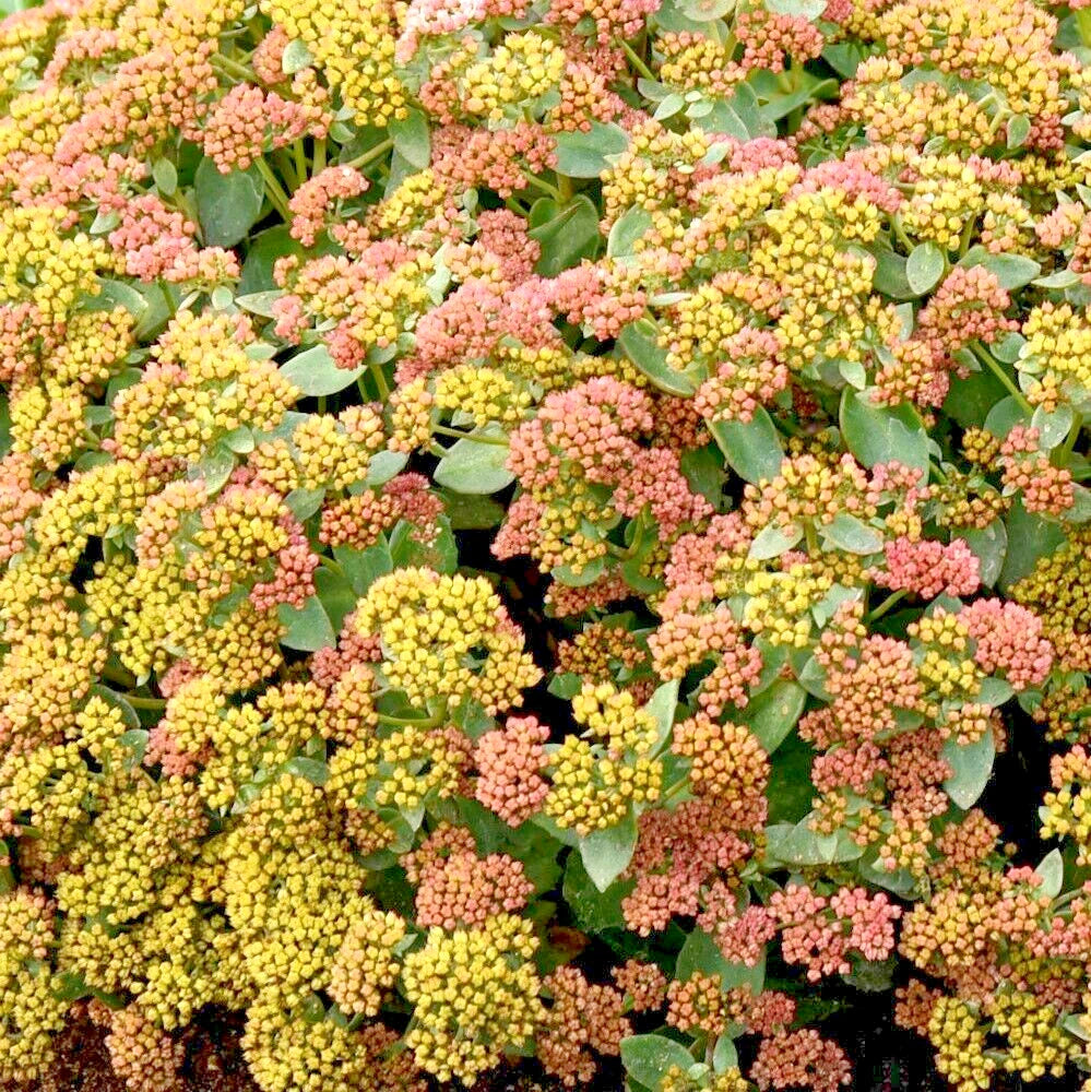 Coral Jade Sedum Sedum Coraljade – Hardy Succulent Garden Seeds