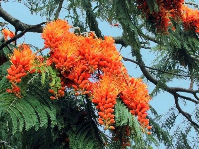 Colvillea Racemosa Tree – Flower Seeds