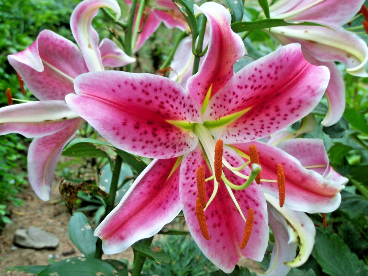Stargazer Lily Lilium Fragrant Perennial Flower Seeds