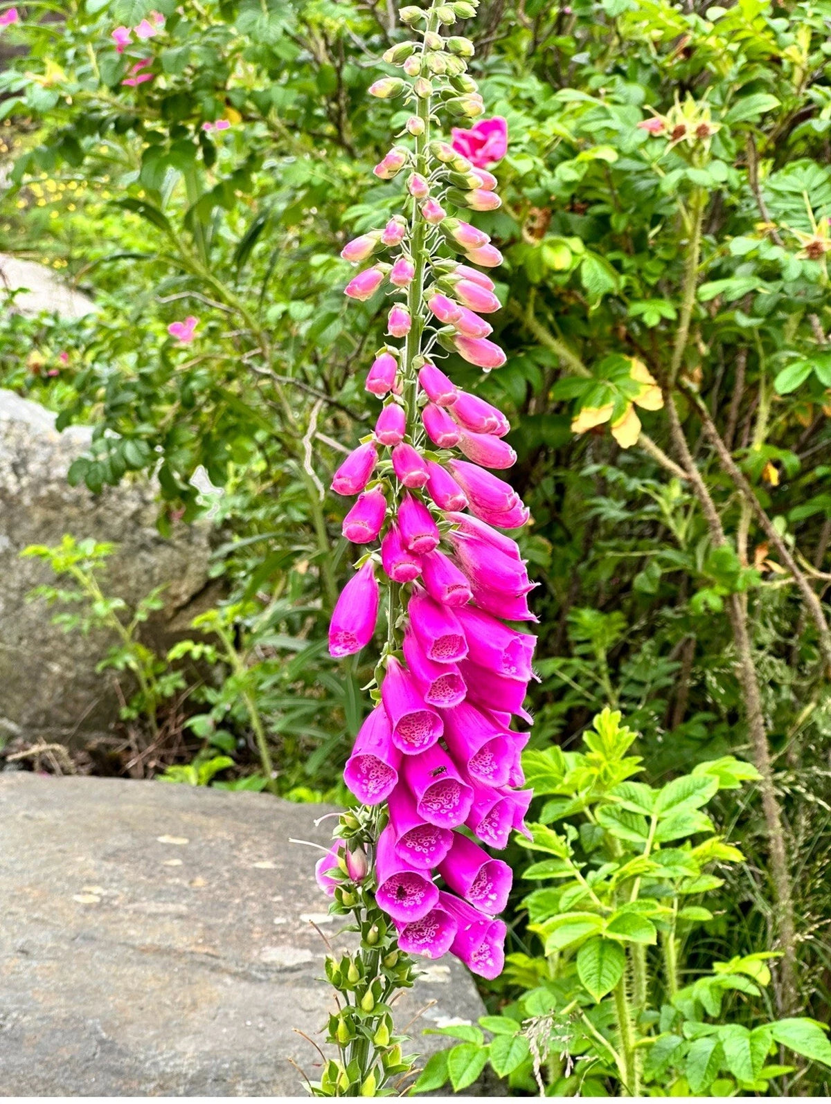 Foxglove Foxy Mix Digitalis – Biennial Flower Garden Seeds
