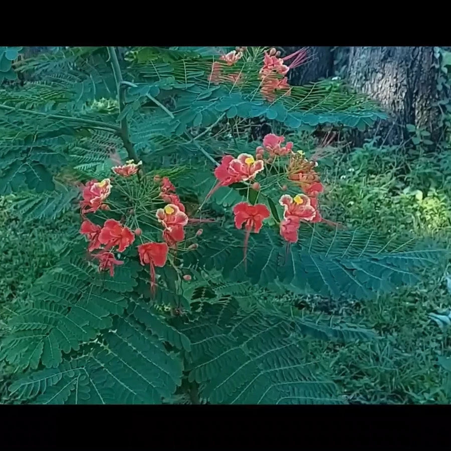 Caesalpinia Pulcherrima Pink – Mexican Bird of Paradise Shrub Seeds