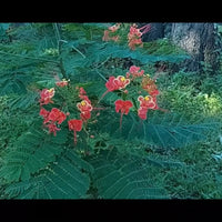 Caesalpinia Pulcherrima Pink – Mexican Bird of Paradise Shrub Seeds
