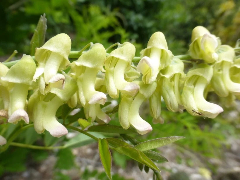 Sophora Flavescens Dwarf Garden Shrub Herb Seeds
