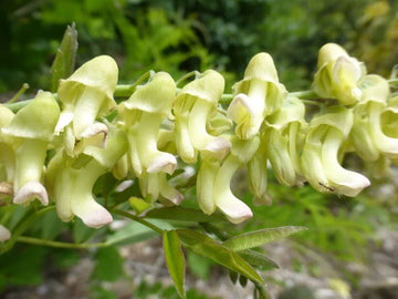 Sophora Flavescens Dwarf Garden Shrub Herb Seeds