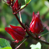 Roselle – Edible Vegetable Flower Seeds