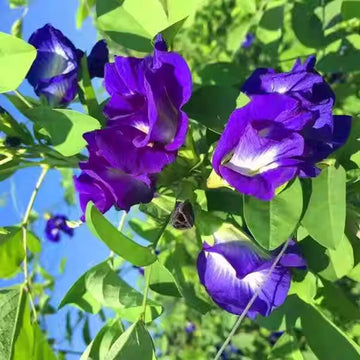 Blue Butterfly Pea Clitoria Ternatea Flower Vine Seeds