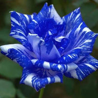 Blue Dragon Haze Rose Rose Bush Rare-Seeds Garden Plant - Flower Seeds