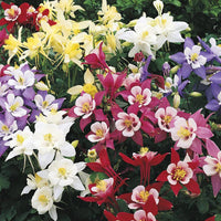 Aquilegia Mix Seeds Aquilegia Grandiflower Seeds Aquilegia Vulgaris -