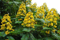 Senna Siamea Seeds Cassia Kassod Thailand Garden Flowering Shower Tree Flower Seeds for Home and Garden