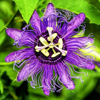Passion Flower – Climbing Vine Flower Seeds for Garden