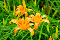Caballero Daylily Hemerocallis – Perennial Garden Flower Seeds