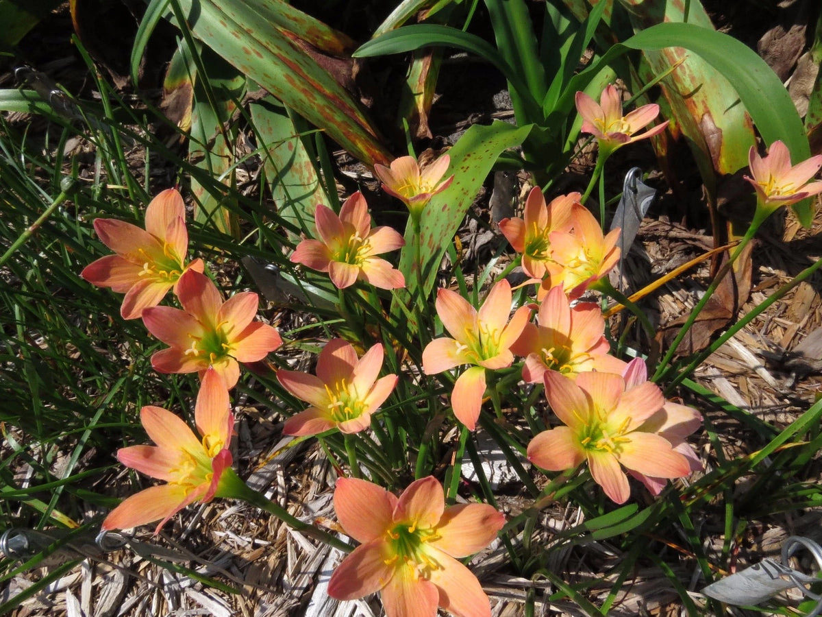 Rain Lily Zephyranthes Abacos Apricot Habranthus - Fruit Seeds