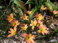 Rain Lily Zephyranthes Abacos Apricot Habranthus - Fruit Seeds