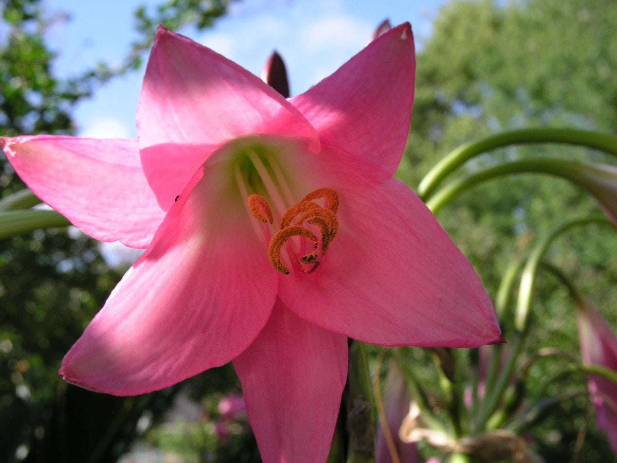 Crinum Lily Eagle – Garden Flower Seeds