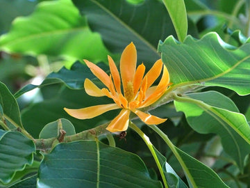 Michelia Champaca Magnolia Fragrant Flowering Tree Seeds