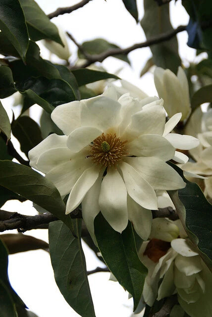Michelia Excelsa Tree The Temple Magnolia Doltsopa Seeds Very Fragrant – Fragrant, Hardy Flower Seeds