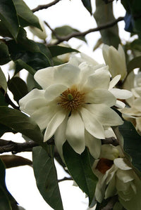 Michelia Excelsa Tree The Temple Magnolia Doltsopa Seeds Very Fragrant – Fragrant, Hardy Flower Seeds