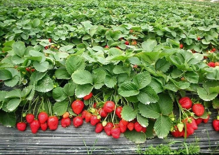 Seeds Alpine Strawberry Aleksandria Everbearing Berries Indoor Heirloom Organic - Fruit Seeds