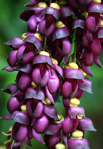 Mucuna Sempervirens Ornamental Climbing Flower Seeds