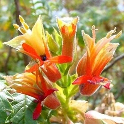 Melianthus Comosus Tufted Honey Flower Shrub Seeds