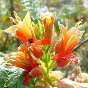 Melianthus Comosus Tufted Honey Flower Shrub Seeds