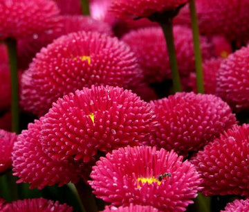 English Daisy Red Bellis Perennis Super Enorma – Colorful Garden Flower Seeds