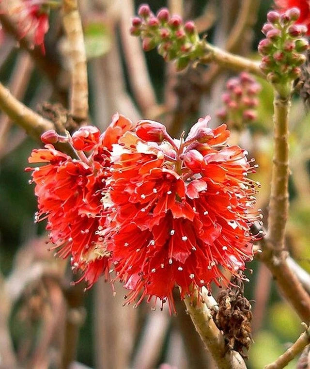 Greyia Radlkoferi Natal Bottlebrush – Hardy Shrub Tree Seeds