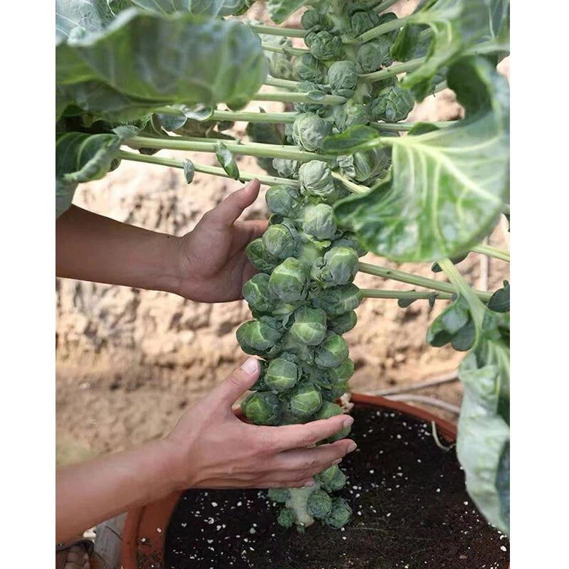 Brussels Sprouts Hardy Vegetable Seeds