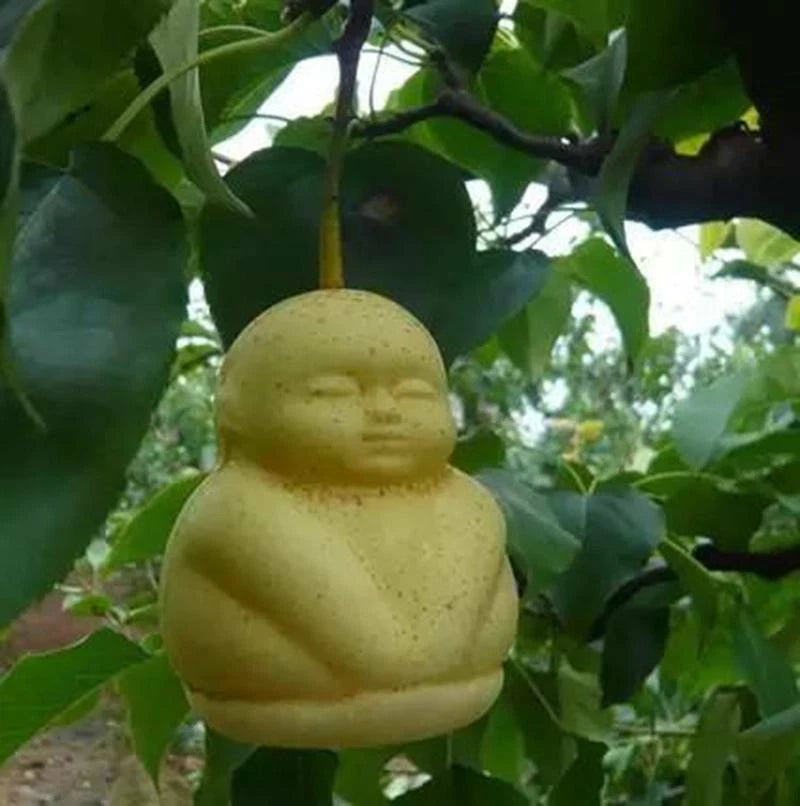 Chinese Climbing Ginseng – Clumping Fruit Seeds