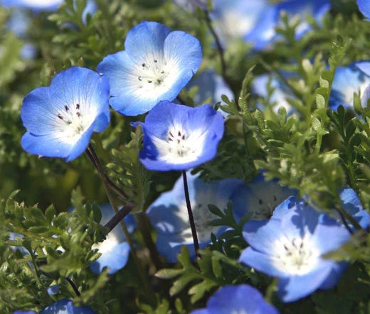 Baby Blue Eyes Nemophila Menziesii – Colorful Garden Flower Seeds