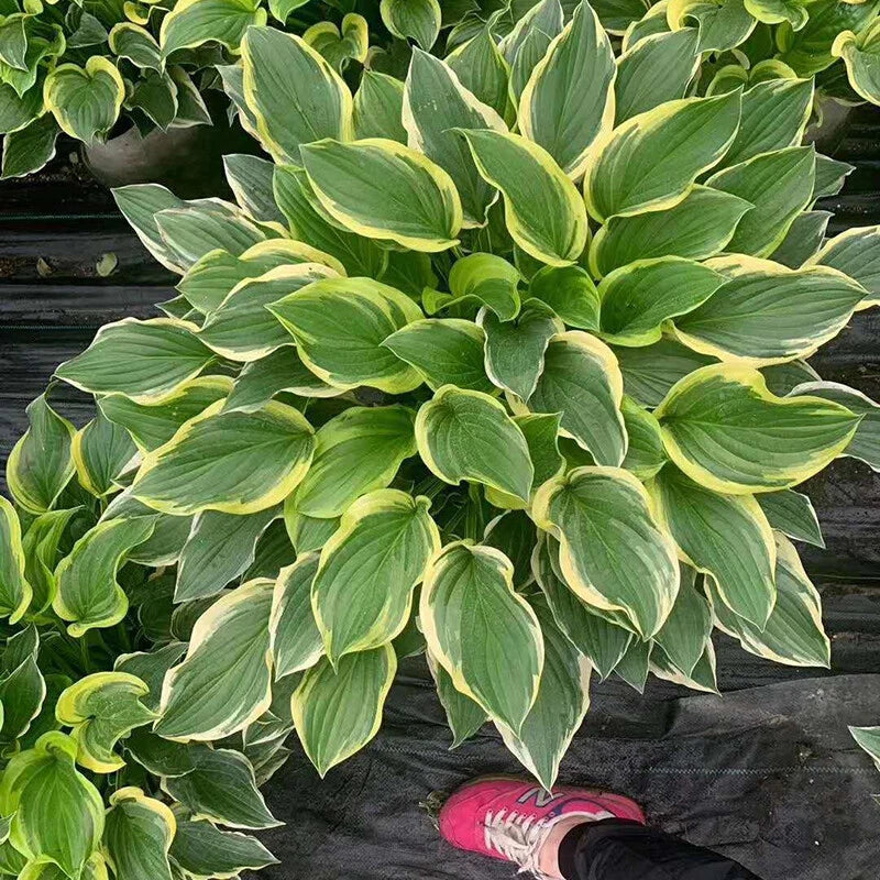 Hosta Plantaginea – Fragrant Perennial Garden Flower Seeds
