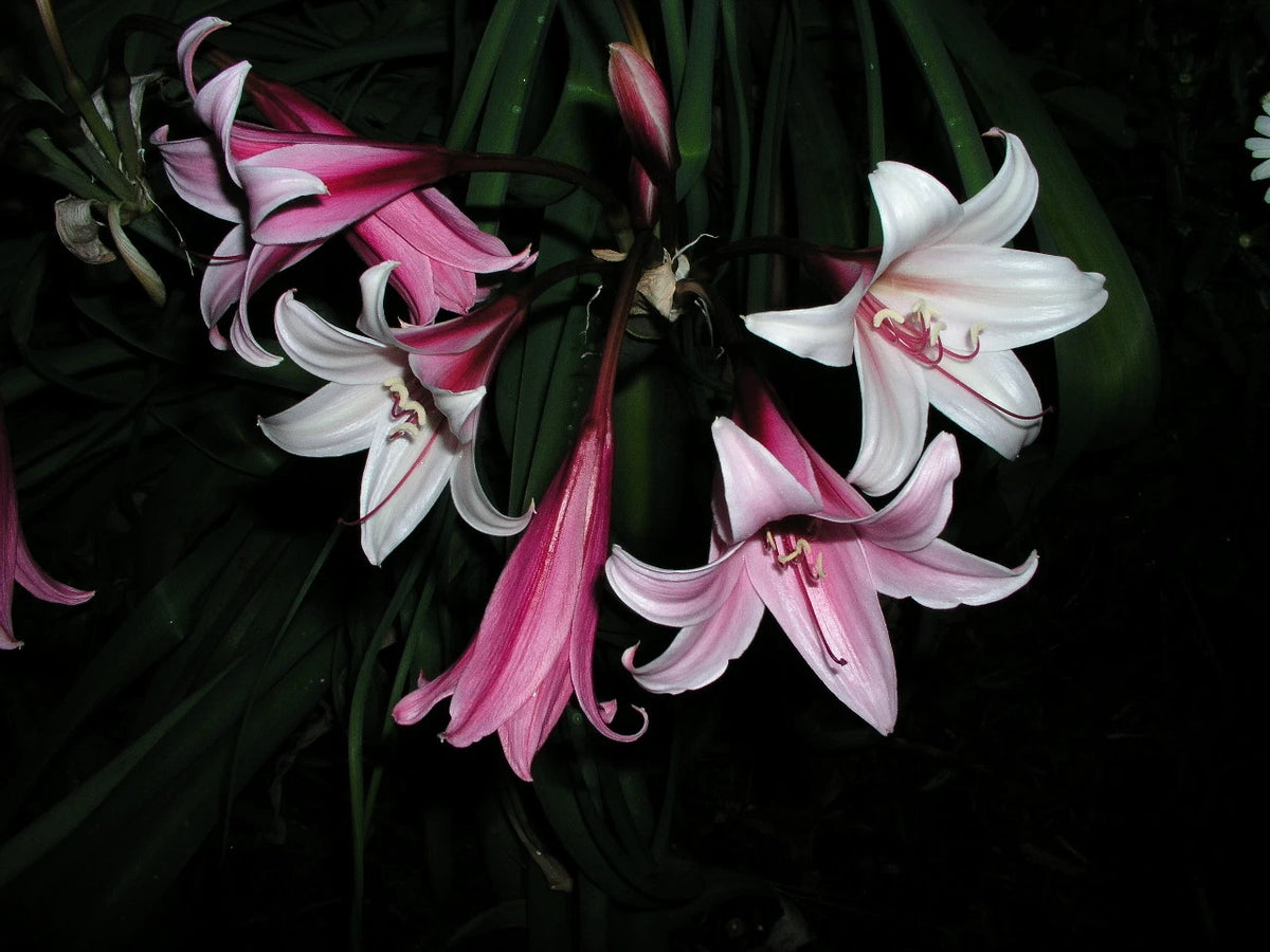 Crinum Lily Bulbispermum Chessmaster Small-size Bulb - Flower Seeds