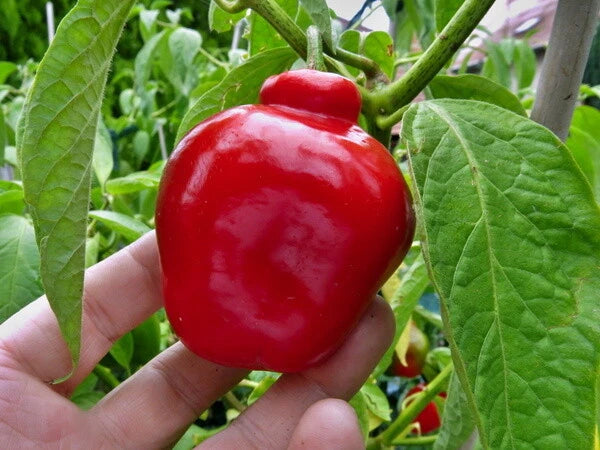 Red Manzano Pepper Hot Vegetable Garden Seeds