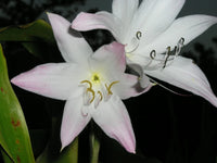 Crinum Lily Elusive Small-size Bulb - New - Flower Seeds