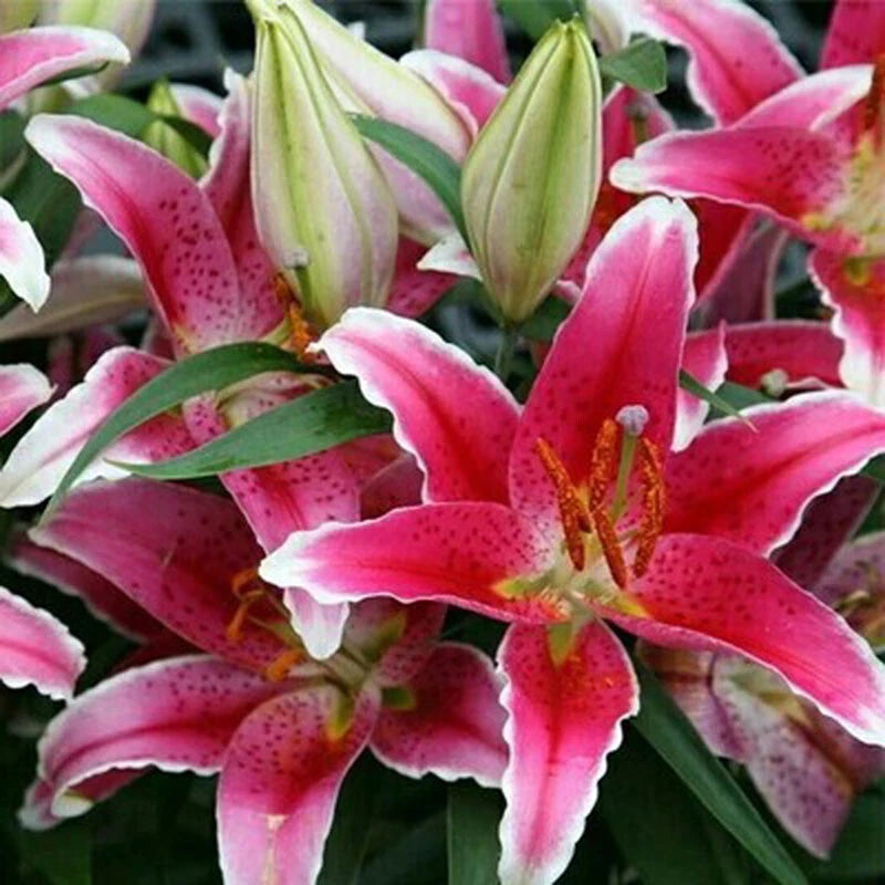 Beautiful Lily Oriental Mix Color Seeds Pack - Colorful Flower Seeds