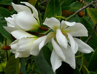 Michelia Excelsa Tree The Temple Magnolia Doltsopa Seeds Very Fragrant Flower Seeds for Home and Garden