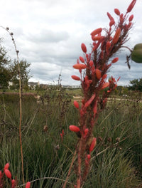 Texas Red Yucca Hesperaloe Parviflora – Perennial Flower Seeds