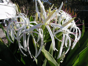 Crinum Lily Asiaticum – Garden Flower Seeds for Planting