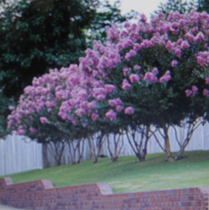 Crepe Myrtle Lagerstroemia – Showy Flowering Tree Seeds