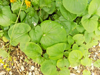 Ligularia Species – Perennial Flower Seeds