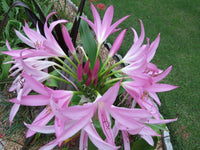 Crinum Lily Captivating Small-size Bulb New Stunning Extremely -