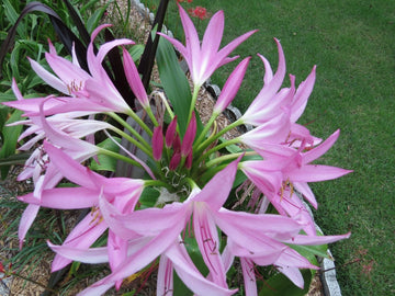 Crinum Lily Captivating Small-size Bulb New Stunning Extremely -