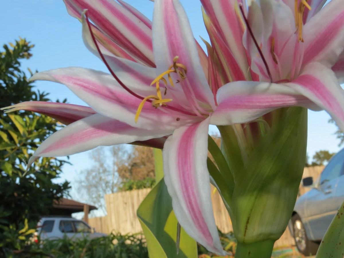 Crinum Lily Monsoon Star Medium-size Bulb - Flower Seeds