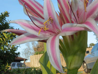 Crinum Lily Monsoon Star Medium-size Bulb - Flower Seeds