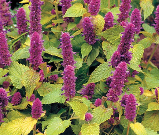 Anise Hyssop Golden Jubilee Agastache Foeniculum – Fragrant Herb Garden Seeds