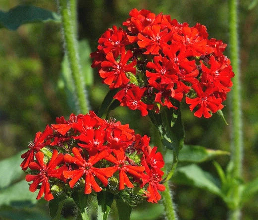 Maltese Cross Lychnis Chalcedonica – Perennial Flower Seeds Product Image – High Quality Seeds for Gardeners