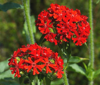 Maltese Cross Lychnis Chalcedonica – Perennial Flower Seeds Product Image – High Quality Seeds for Gardeners